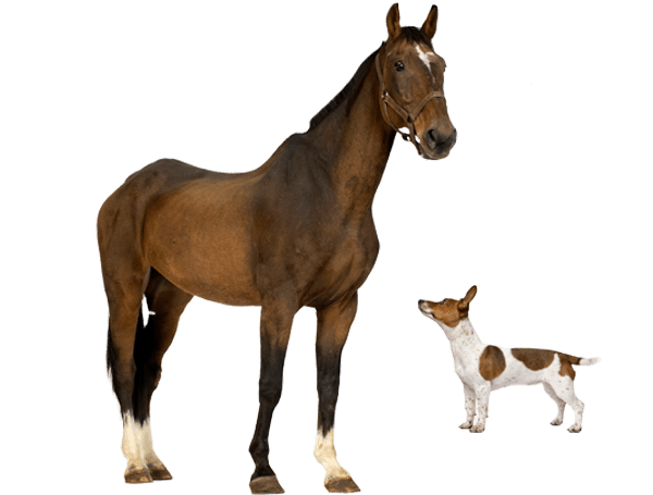 a horse and a dog