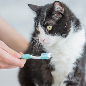 a cat next to a turquoise toothbrush