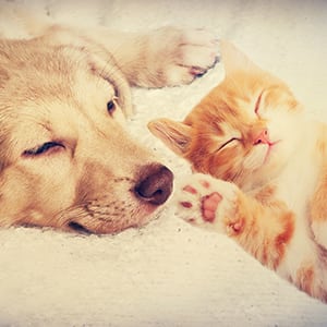 Dog and cat relaxing during their pet wellness exams