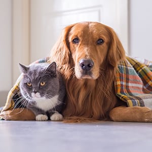 a cat and dog under a plaid blanket