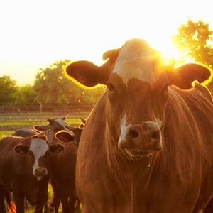 cows in a pasture at sunset