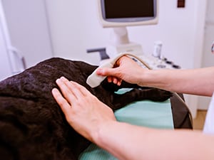 Dog having an ultrasound