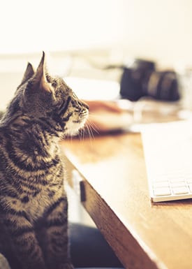 a cat sitting by a desk