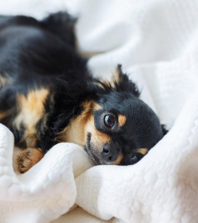 a puppy laying on a blanket