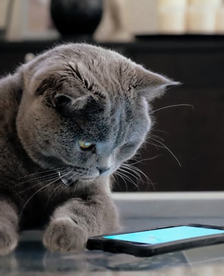 a cat looking at a phone