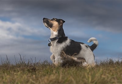 a dog looking up at a stormy sky