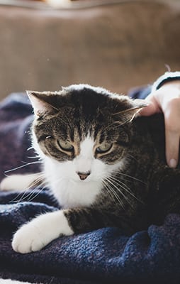 a cat laying on a person's lap