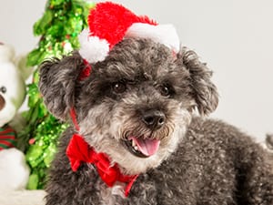 Holiday Pet Safety in Maurice, LA
