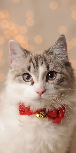 Cat wearing a bowtie