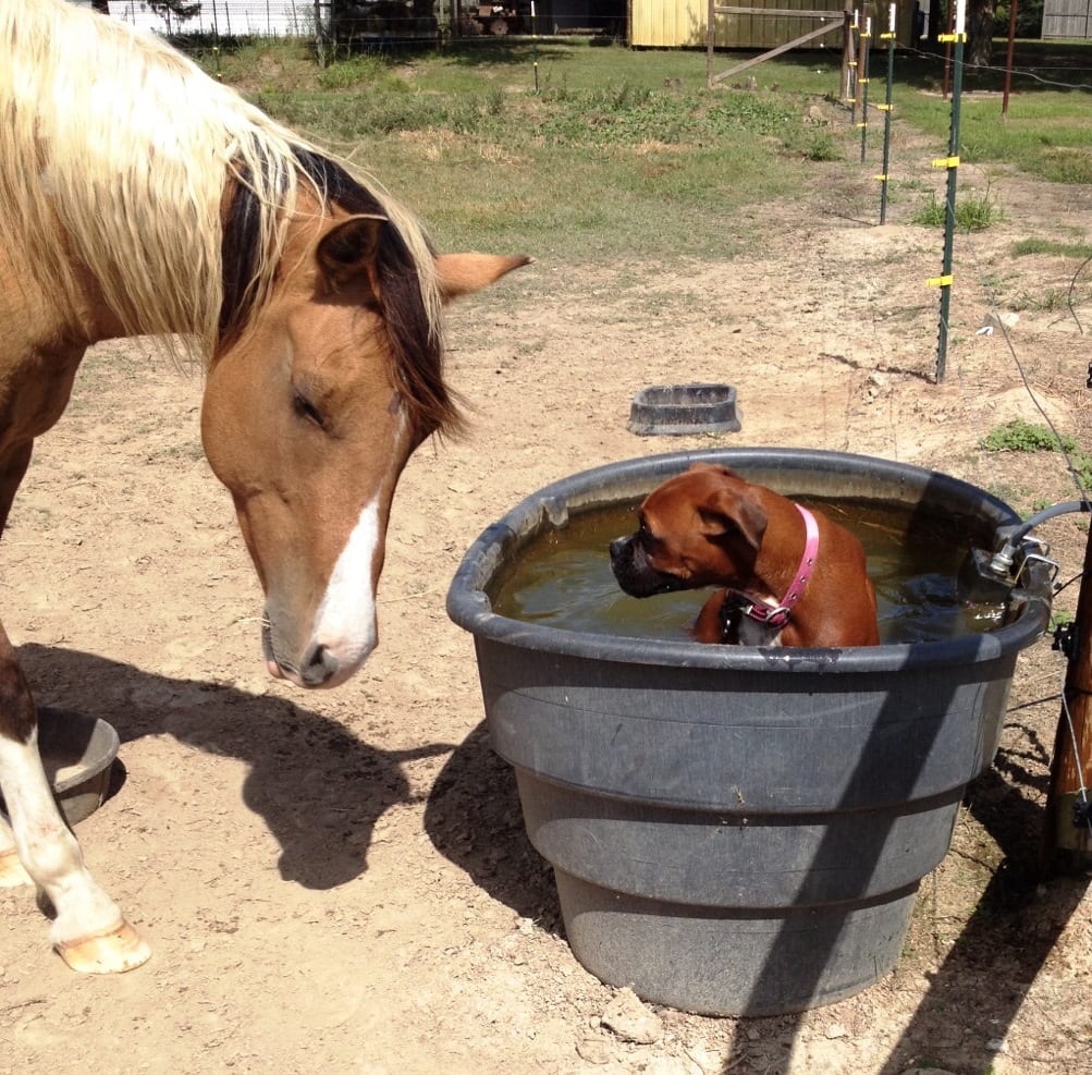 Horse looking at dog in a bath outside