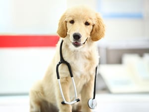 a dog with a stethoscope around their neck