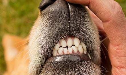 a dog's teeth being examined