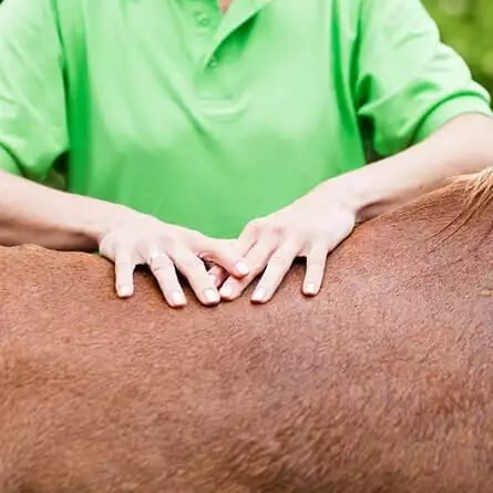 a veterinarian performing chiropractic care on a horse