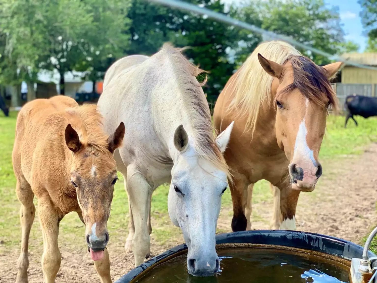 three horses drinking water