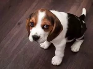 a puppy looking up while sitting on a wooden floor