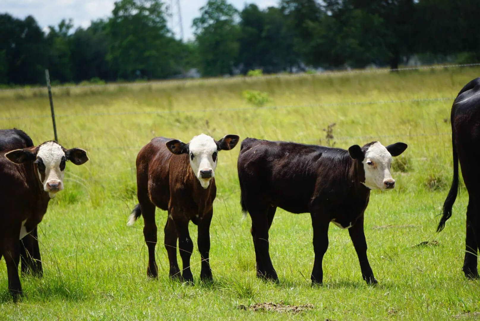 three calves in a field