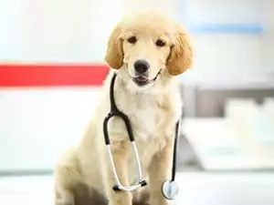 a puppy wearing a stethoscope around his neck