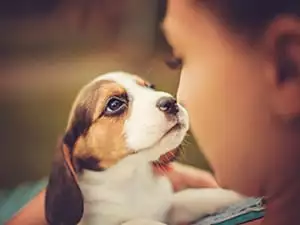 a puppy looking into the face of a person