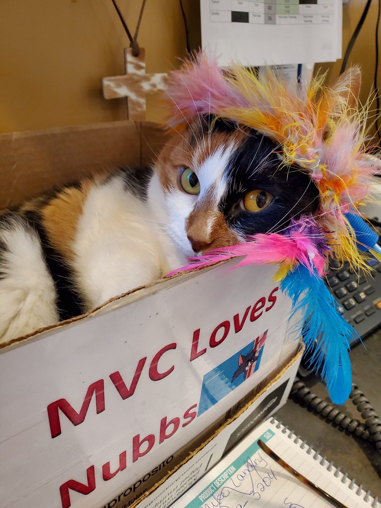 calico cat laying in a box of the animal hospital