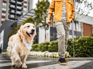 man in yellow coat and slacks walking dog across crosswalk in urban setting