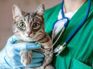 veterinarian holding a cat with gloved hands