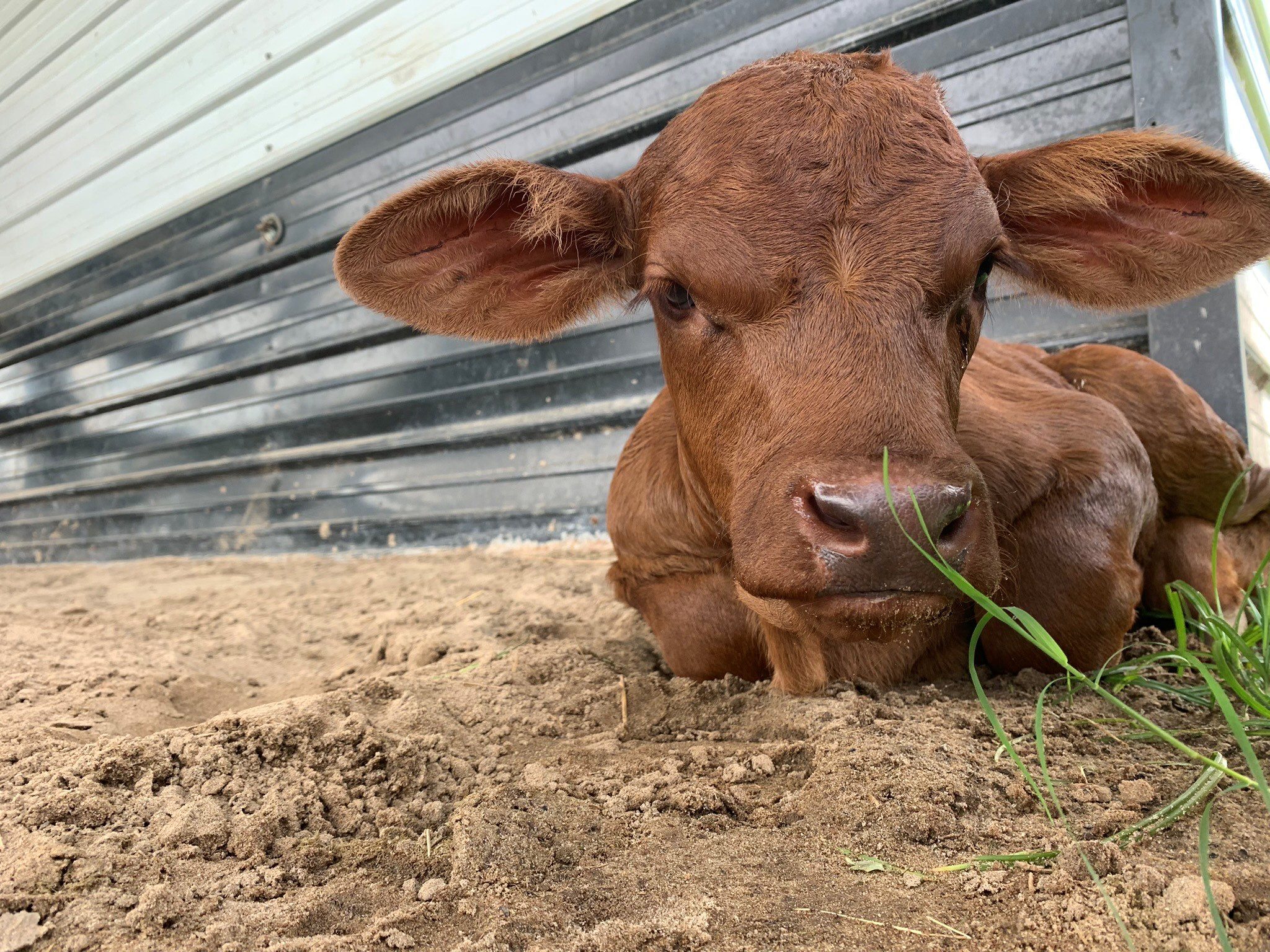 Katie Leblanc calf
